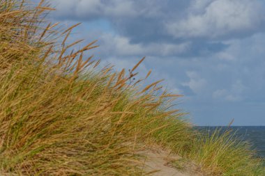 Kuzey Denizi 'ndeki Hollanda adası.