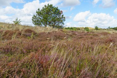 Kuzey Denizi 'ndeki Vlieland Adası