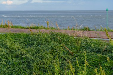Kuzey Denizi 'ndeki Vlieland Adası