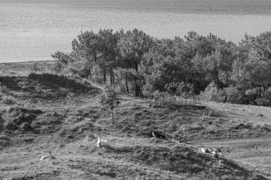 Kuzey Denizi 'ndeki Vlieland Adası