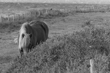 Kuzey Denizi 'ndeki Vlieland Adası