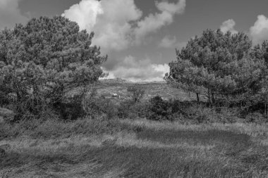 Kuzey Denizi 'ndeki Vlieland Adası