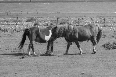Kuzey Denizi 'ndeki Vlieland adası.