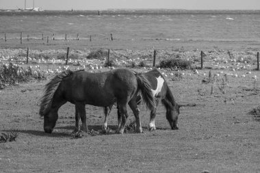 Kuzey Denizi 'ndeki Vlieland adası.
