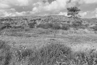 Kuzey Denizi 'ndeki Vlieland adası.