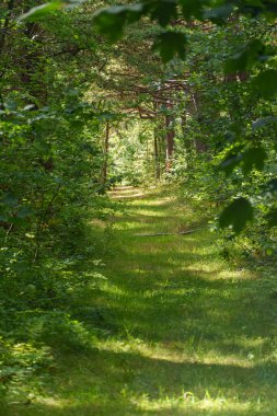 Hollanda 'daki Vlieland Adası
