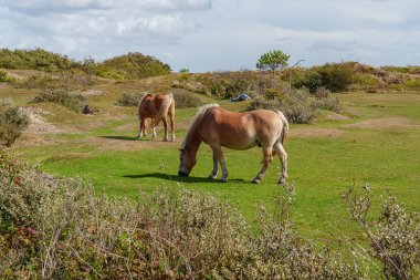 Hollanda 'daki Vlieland Adası