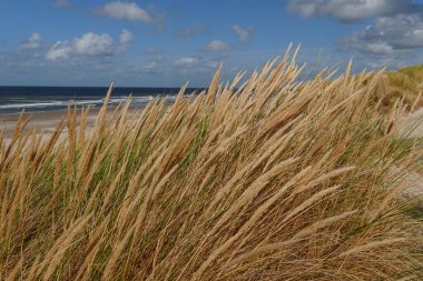 Hollanda 'daki Vlieland Adası