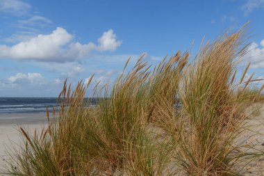 Hollanda 'daki Vlieland Adası