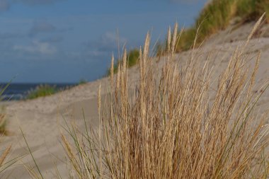 Hollanda 'daki Vlieland Adası