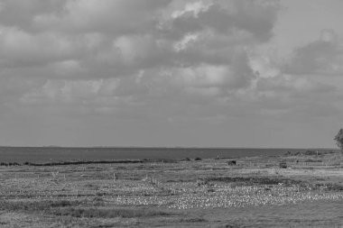 Kuzey Denizi 'ndeki Vlieland Adası