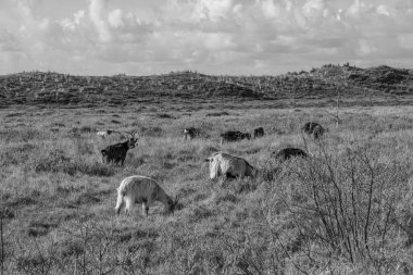 Kuzey Denizi 'ndeki Vlieland Adası