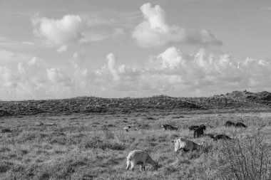 Kuzey Denizi 'ndeki Vlieland Adası