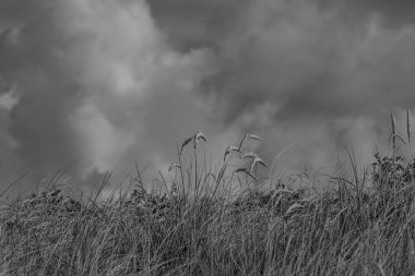 Kuzey Denizi 'ndeki Vlieland Adası
