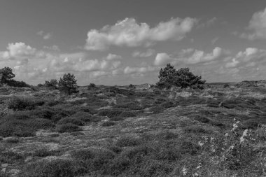 Kuzey Denizi 'ndeki Vlieland Adası