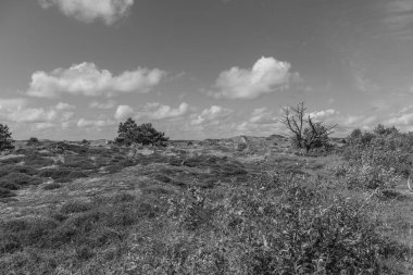 Kuzey Denizi 'ndeki Vlieland Adası