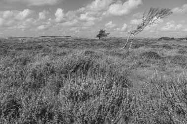 Kuzey Denizi 'ndeki Vlieland Adası