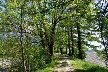 Baeume Wachsen in den blauen Himmel in Liechtenstein 23.4.4.2020