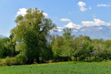 Baeume Wachsen in den blauen Himmel in Liechtenstein 23.4.4.2020
