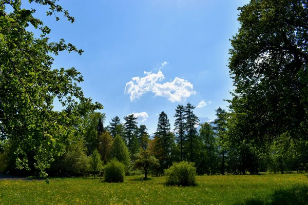 Baeume Wachsen Den Blauen Himmel Liechtenstein 2020 — Fotografia de Stock