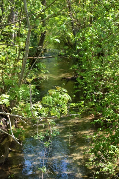 Kleiner Bach Fliesst Durch Die Natur Liechtenstein 2020 — 图库照片