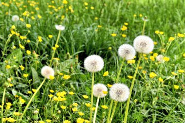 Weisser Lwenzahn auf einer frischen Wiese, Lihtenştayn 24.2020