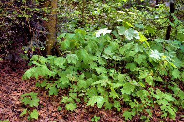 Junge Ahorn Pflanze waechst in einem Wald in Lihtenştayn 24.2020