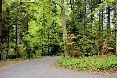 Lihtenştayn 'da Spaziergang durch einen Wald 24.2020