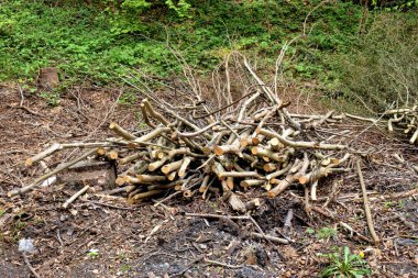 Holzstapel liegt in einem Wald in Lihtenştayn 24.2020