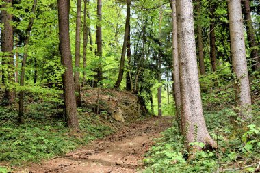 Lihtenştayn 'da Spaziergang durch einen Wald 24.2020