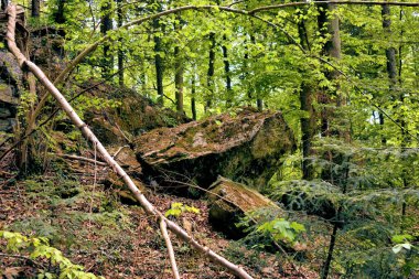 Lihtenştayn 'da Spaziergang durch einen Wald 24.2020