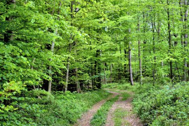 Lihtenştayn 'da Spaziergang durch einen Wald 24.2020