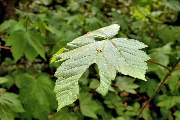 Junge Ahorn Pflanze Waechst Einem Wald Lihtenştayn 2020 — Stok fotoğraf