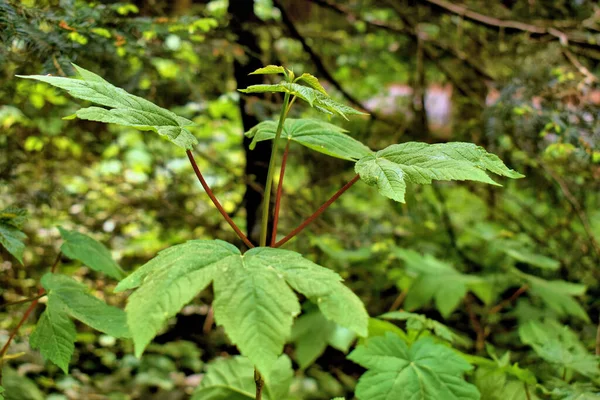 Junge Ahorn Pflanze Waechst Einem Wald Lihtenştayn 2020 — Stok fotoğraf