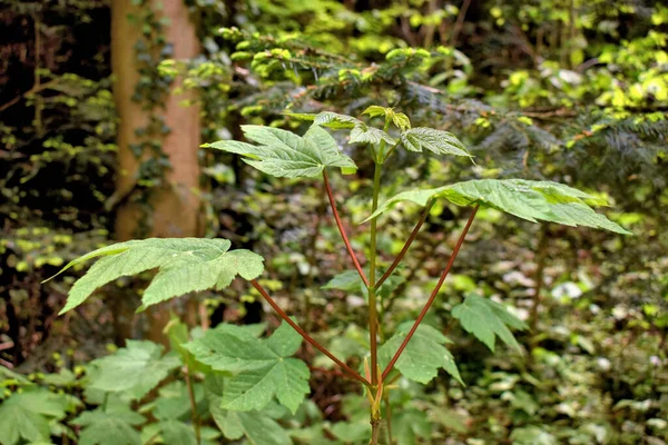 Junge Ahorn Planze Waechst Einem Wald Liechtenstein 2020 — Φωτογραφία Αρχείου