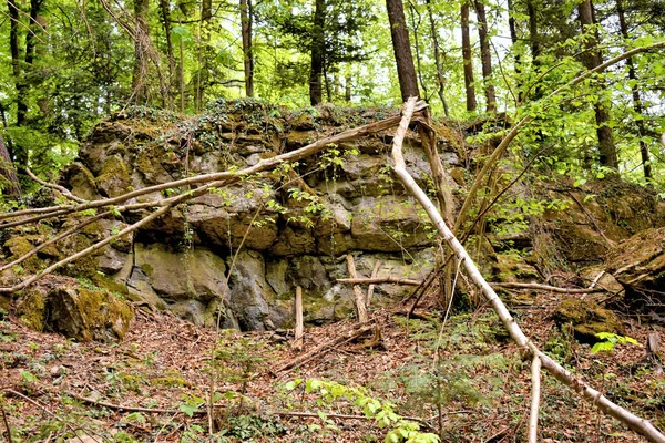 Spaziergang Durch Einen Wald Στο Λιχτενστάιν 2020 — Φωτογραφία Αρχείου