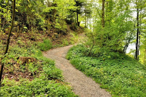 Spaziergang Durch Einen Wald Liechtenstein 2020 — Foto de Stock