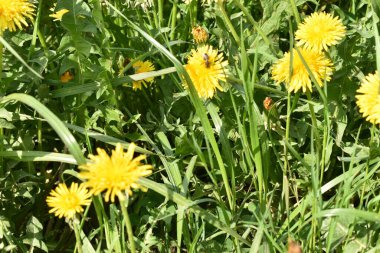 Gelber Loewenzahn steht in einer gruenen Wiese in Lihtenştayn