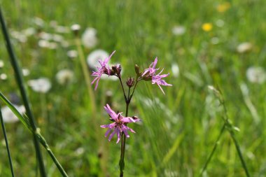 Wiesenplanze in einem gruenen Feld in Liechtenstein