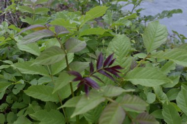 Nahaufnahme einer kleinen Pflanze