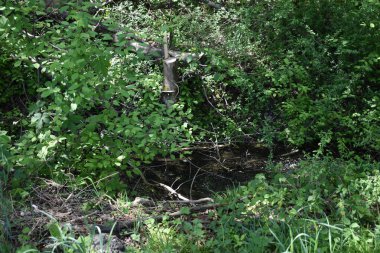 Lihtenştayn 'da bir ormana bak