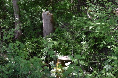 Lihtenştayn 'da bir ormana bak