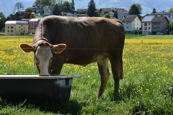 Durstige Kuh Trinkt Frisches Wasser Aus Einem Trog Liechtenstein — Zdjęcie stockowe