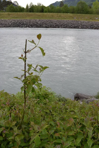 Haessliche Pflanze Waechst Ufer Des Rheins Der Schweiz — Foto de Stock