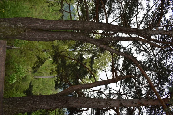 Blick Einen Wald Liechtenstein Żadnych Opłat Rezerwacyjnych — Zdjęcie stockowe