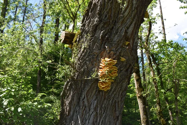 Seta Amarilla Grande Creciendo Árbol Liechtenstein — Foto de Stock