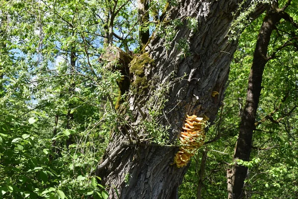 Seta Amarilla Grande Creciendo Árbol Liechtenstein — Foto de Stock