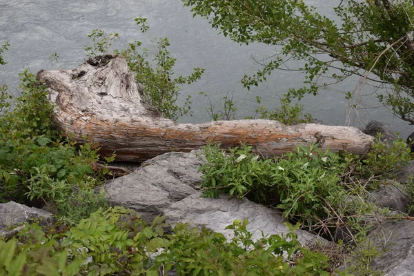 Árbol Cortado Encuentra Río Rin Suiza —  Fotos de Stock