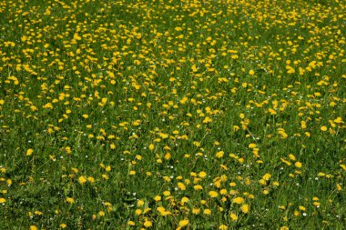 İsviçre 'de Wasserauen' de taze bir çayırda sarı karahindibalar. 7.5.2020