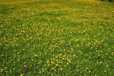 İsviçre 'de Wasserauen' de taze bir çayırda sarı karahindibalar. 7.5.2020